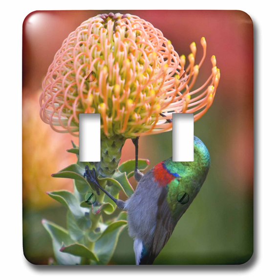3dRose, Double-collared Sunbird, South Africa-AF42 RBE0060 - Ralph H. Bendjebar, double toggle switch