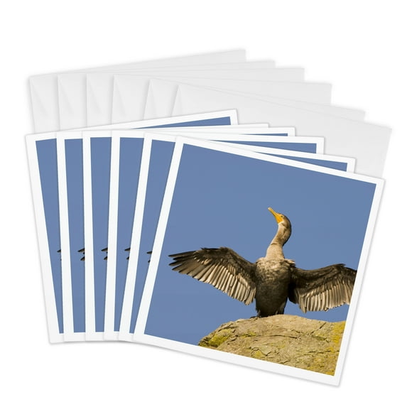 3drose, Double-crested Cormorant Bird, British Columbia-cn02 Pcl0077 - Paul Colangelo, 6 Greeting Cards with Envelopes