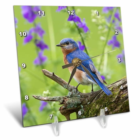 3dRose, Eastern Bluebird, Sialia Sialis, male in flower garden, Marion Co., IL, 6x6 Desk Clock