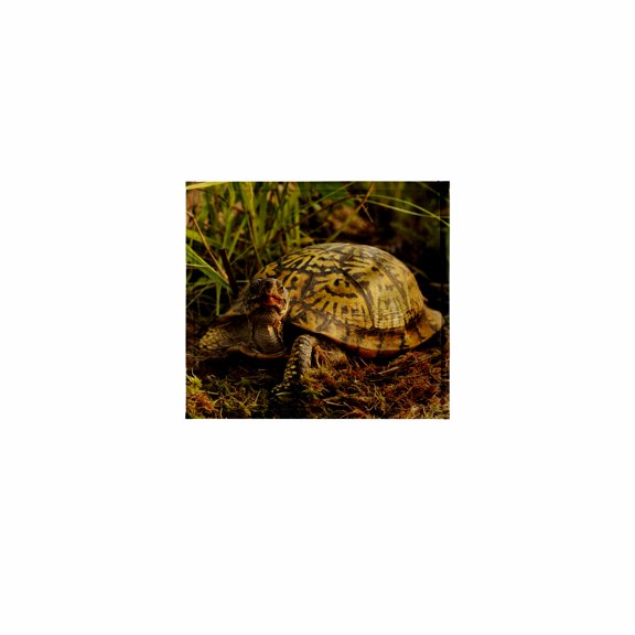 3dRose, Eastern Box Turtle, Michigan - US23 AJE0005 - Adam Jones, 11x12 Wash Cloth for Face and Body