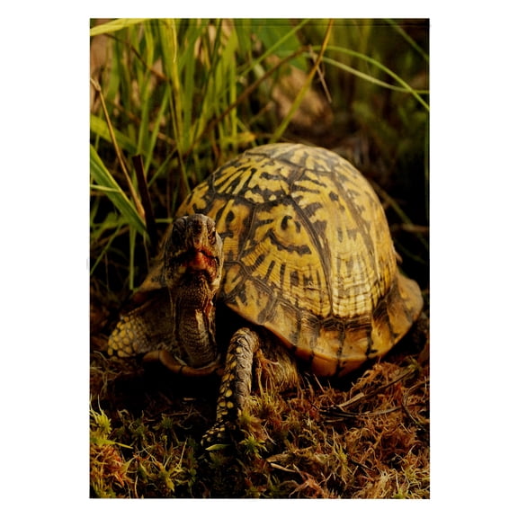 3dRose, Eastern Box Turtle, Michigan - US23 AJE0005 - Adam Jones, 22x30 Bath Hand Pool Towel