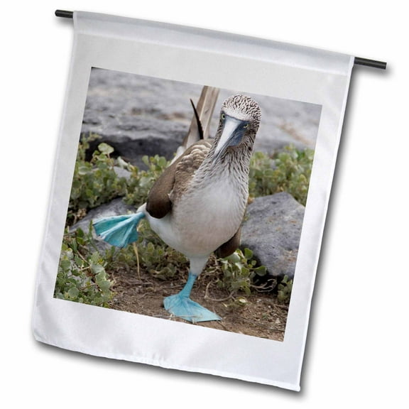 3dRose, Ecuador Galapagos Islands Blue-footed Booby - SA07 CMI0902 - Cindy Miller Hopkins, 12 x 18 inch Garden Flag