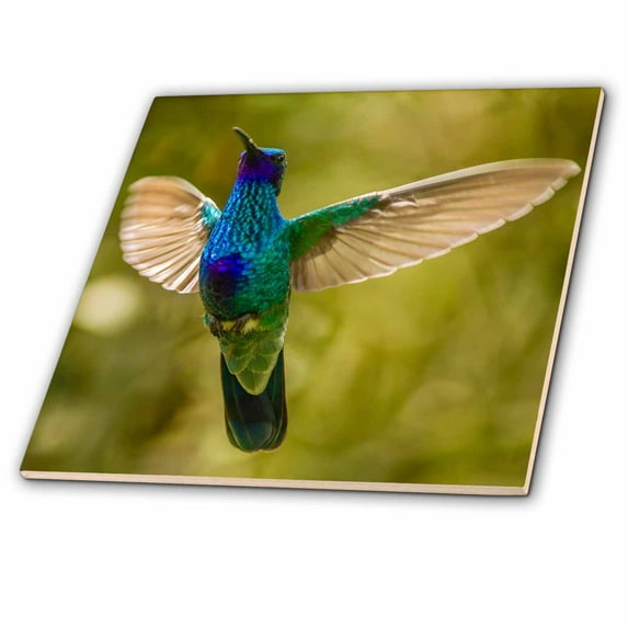 3dRose, Ecuador, Galapagos NP, Nono. Sparkling violet ear hummingbird., 6 Inch Ceramic Tile