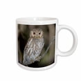 thumbnail image 1 of 3drose, Elf Owl, Madera Canyon, Arizona - Na02 Rnu0565 - Rolf Nussbaumer, 11oz Mug, 1 of 6