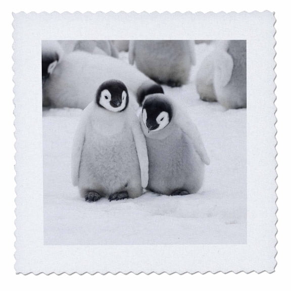 3dRose, Emperor Penguins on ice, Snow Hill Island, Antarctica-AN02 KSU0045 - Keren Su, 6x6 inch quilt square