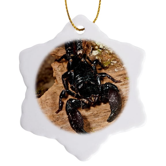 3drose, Emperor Scorpion, Native to Africa - Na02 Dno0789 - David Northcott, 3 inch Snowflake Porcelain Ornament