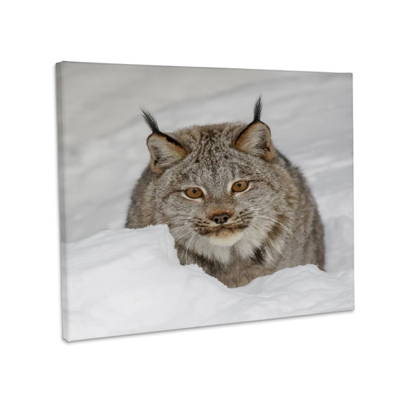 3dRose, Eurasian lynx in winter, controlled situation., Museum Grade Canvas Wrap 10x8