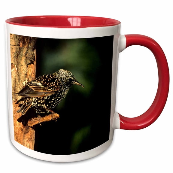 3drose, European Starling, Marion, Il, 11oz Two-tone Red Mug