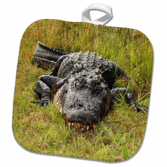 3dRose, Even Larger Florida Gator, 8x8 Potholder