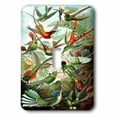 thumbnail image 1 of 3dRose, Famous Biologist Sketch Of Hummingbirds 1904, single toggle switch, 1 of 1