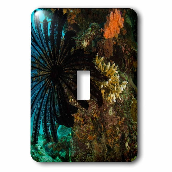 3dRose, Feather Star and coral reef diversity, Rainbow Reef, Fiji., single toggle switch