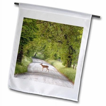 3dRose, Female deer crossing Sparks Lane in morning, Cades Cove, Tennessee, 12 x 18 inch Garden Flag