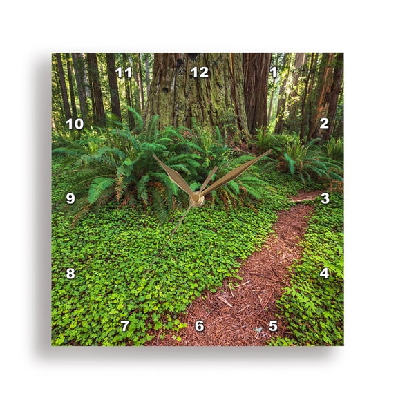 3dRose, Ferns and sorrel in Jedediah Smith Redwoods State Park, California 1, 15x15 Wall Clock