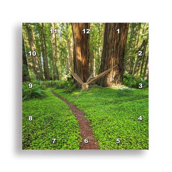 3dRose, Ferns and sorrel in Jedediah Smith Redwoods State Park, California 2, 15x15 Wall Clock