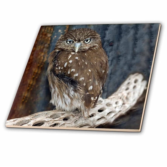 3dRose, Ferruginious Pygmy Owl - US03 BFR0131 - Bernard Friel, 8 Inch Ceramic Tile