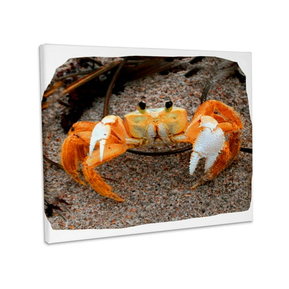 3dRose, Fiddler Crab On Beach Colorized Orange, Museum Grade Canvas Wrap 14x11