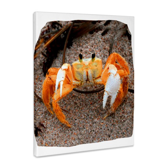 3dRose, Fiddler Crab On Beach Colorized Orange, Museum Grade Canvas Wrap 8x10
