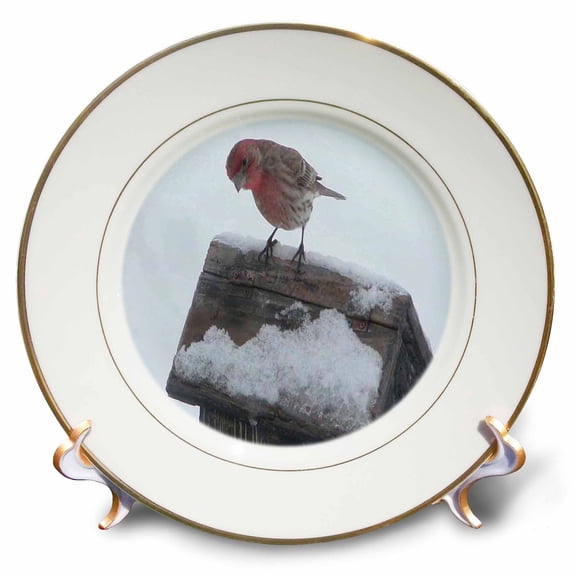 3dRose, Finch on Birdhouse, 8 inch Porcelain Plate