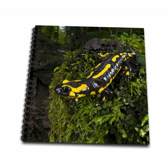 3dRose, Fire Salamander lizard, Switzerland - EU29 AMR0006 - Andres Morya Hinojosa, Mini Notepad 4 x 4 inch
