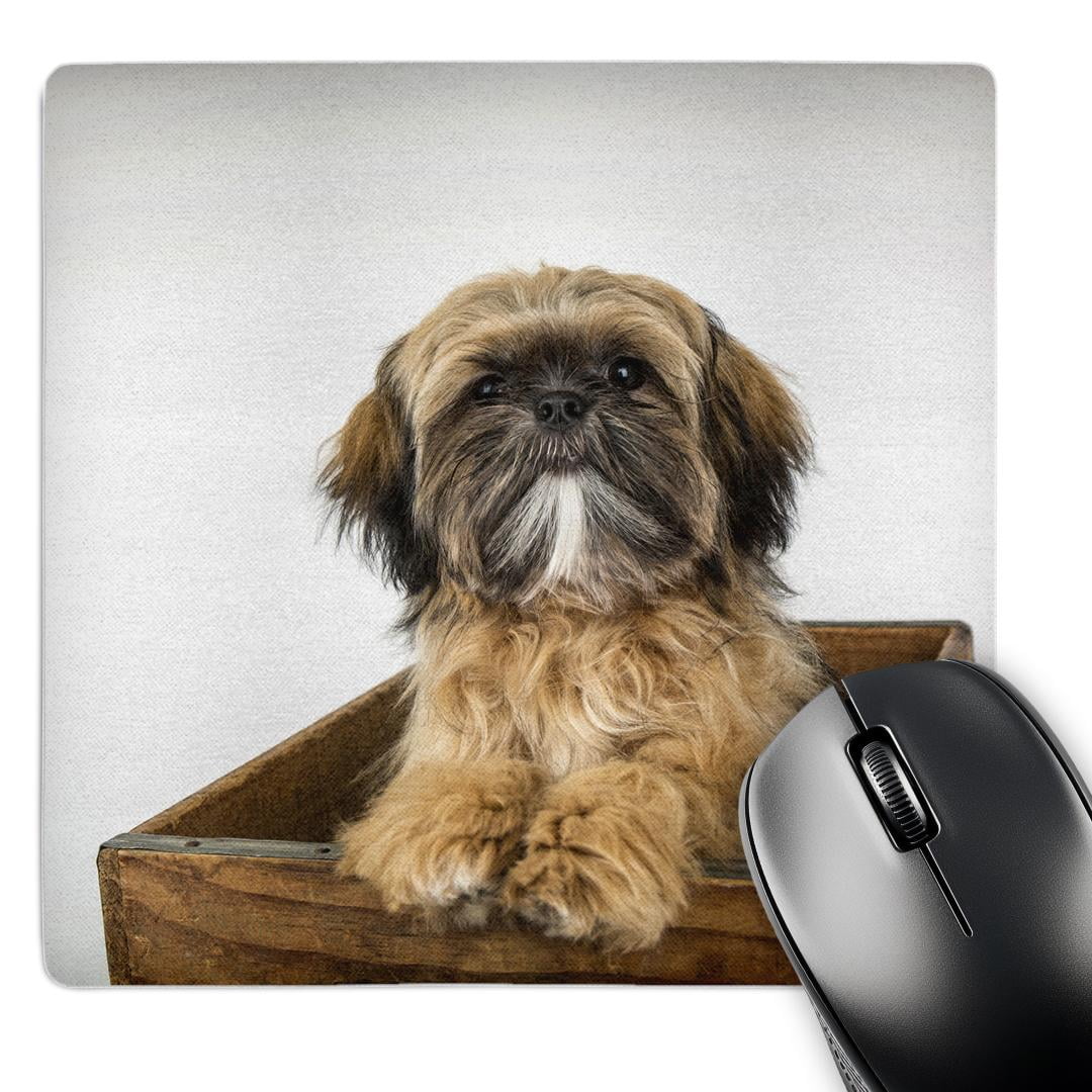 The Dog Breed Shih Tzu, Information And Characteristics - My Dog Face - View #8
