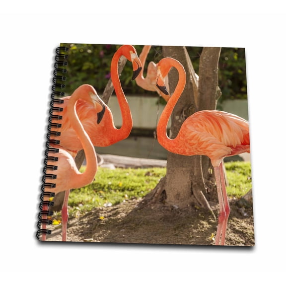 3dRose, Flamingo, Tropical bird, Dominican Republic - CA14 LEN0301 - Lisa S. Engelbrecht, Mini Notepad 4 x 4 inch