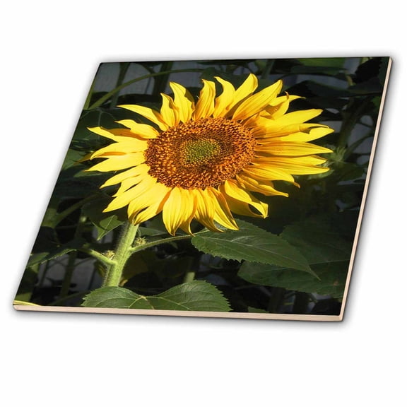 3dRose, Floral Yellow Sunflower, 12 Inch Ceramic Tile