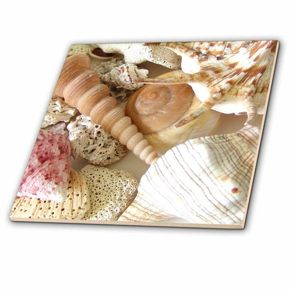 3dRose, Florida Keys Seashells, 4 Inch Ceramic Tile