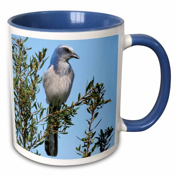 3drose, Florida. Scrub Jay Bird - Na02 Aje0252 - Adam Jones, 11oz Two-tone Blue Mug