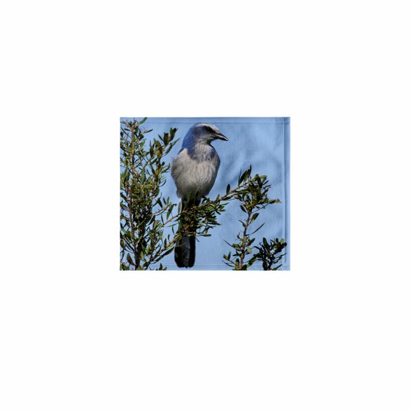 3dRose, Florida. Scrub Jay bird - NA02 AJE0252 - Adam Jones, 11x12 Wash Cloth for Face and Body