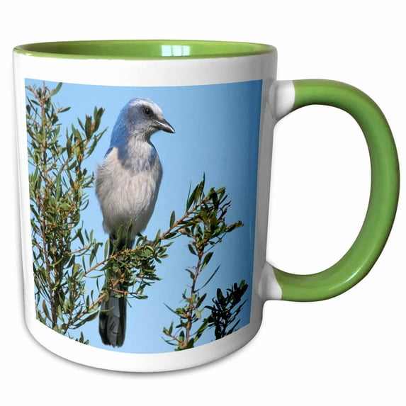 3drose, Florida. Scrub Jay Bird - Na02 Aje0252 - Adam Jones, 15oz Two-tone Green Mug