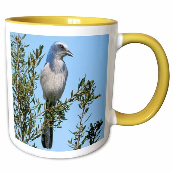 3drose, Florida. Scrub Jay Bird - Na02 Aje0252 - Adam Jones, 15oz Two-tone Yellow Mug
