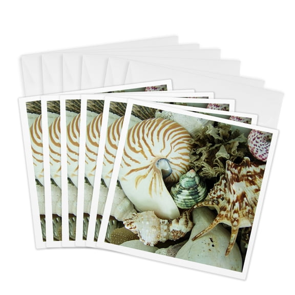 3drose, Florida Sea Shells, 6 Greeting Cards with Envelopes