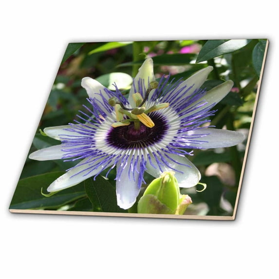 3dRose, Flower Passion Flower, 4 Inch Glass Tile