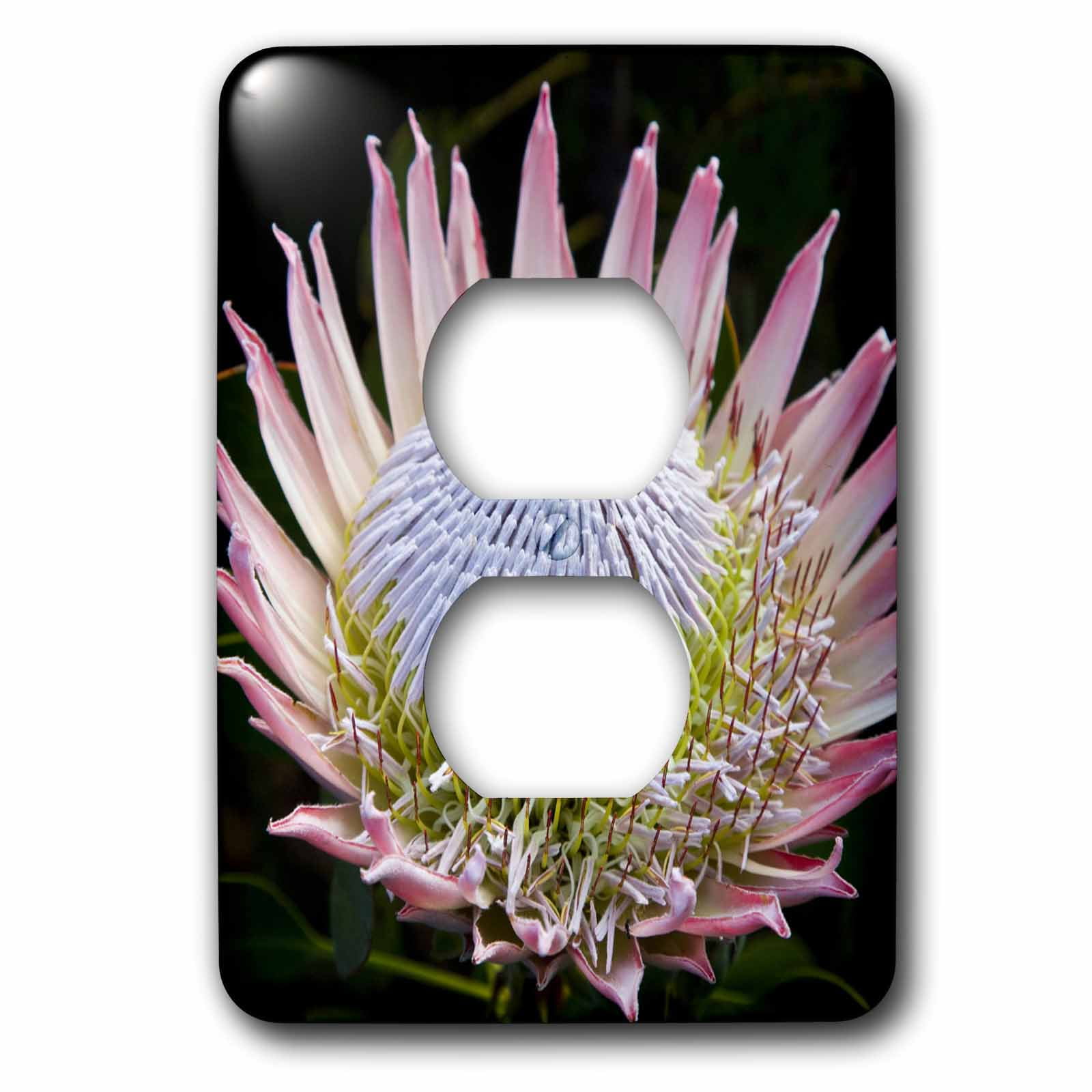 3dRose, Flowers, Kirstenbosch Gardens, South Africa-AF42 RBE0058 - Ralph H. Bendjebar, 2 plug outlet cover