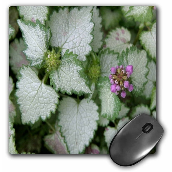 3dRose, Flowers Pretty Purple Coleus Bloom, MousePad
