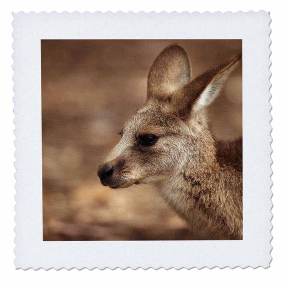 3dRose, Forester Kangaroo, Tasman Peninsula, Australia-AU01 DWA3972 - David Wall, 6x6 inch quilt square