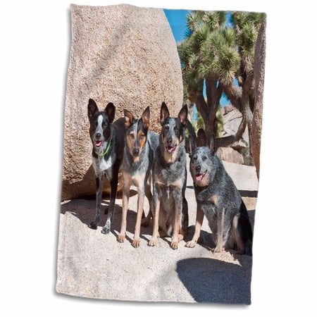 3dRose Four Australian Cattle Dogs - US05 ZMU0108 - Zandria Muench Beraldo - Towel, 15 by 22-inch