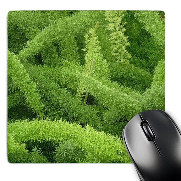 3dRose, Foxtail Fern, Asparagus densiflorus myers - NA01 AJE0125 - Adam Jones, MousePad