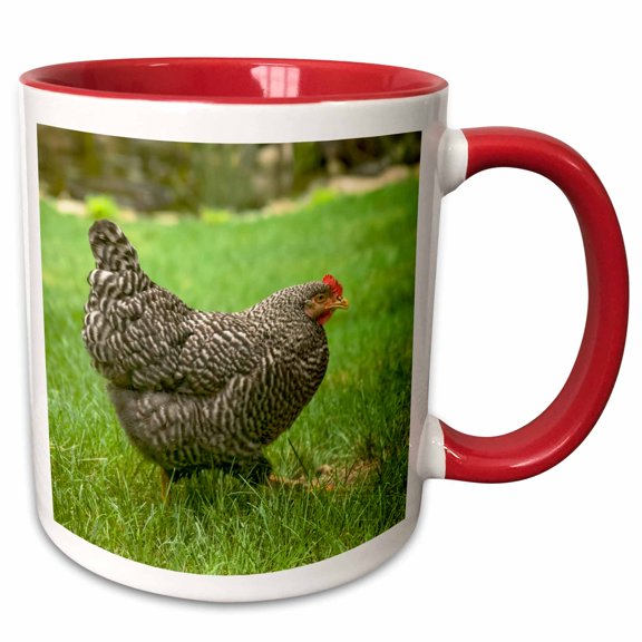 3drose, Free-ranging Barred Plymouth Rock Chicken Foraging on a Lawn., Pr, 15oz Two-tone Red Mug