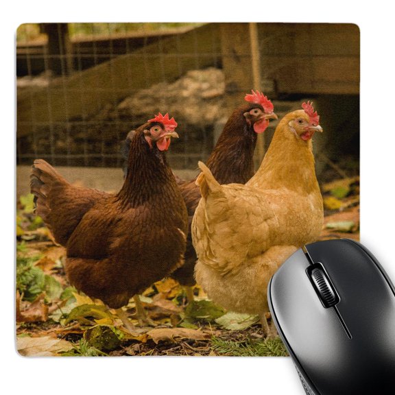 3dRose, Free-ranging Buff Orpington and Rhode Island Red chickens , MousePad