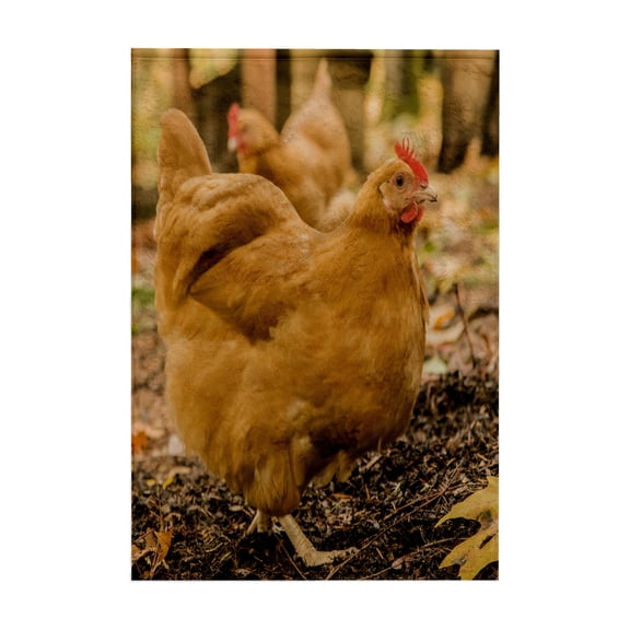 3dRose, Free-ranging Buff Orpington chickens., 15x22 Hand Towel