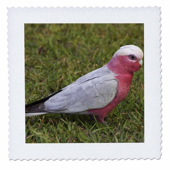3dRose, Galah bird, Nambucca Heads, New South Wales, Australia-AU01 DWA3695 - David Wall, 6x6 inch quilt square
