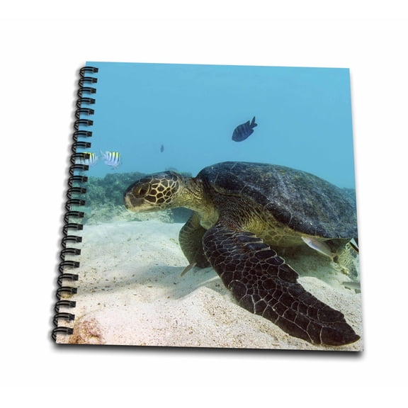3dRose, Galapagos Green Sea Turtle underwater, Galapagos, Ecuador., Drawing Book 8 x 8 inch