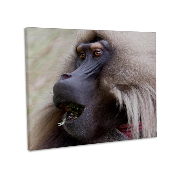 3dRose, Gelada Baboon primate, Ethiopia - AF16 MZW0641 - Martin Zwick, Museum Grade Canvas Wrap 14x11