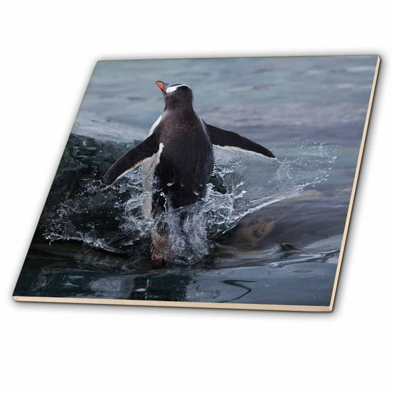 3dRose, Gentoo penguin emerging from the ocean, Antarctica, 4 Inch Ceramic Tile