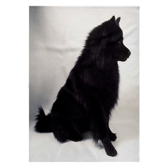 3dRose, German Spitz, 22x30 Bath Hand Pool Towel