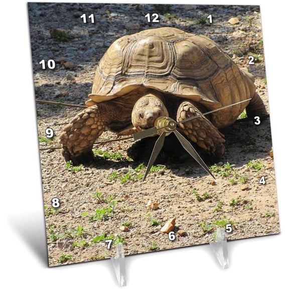 3dRose, Giant Turtle, 6x6 Desk Clock