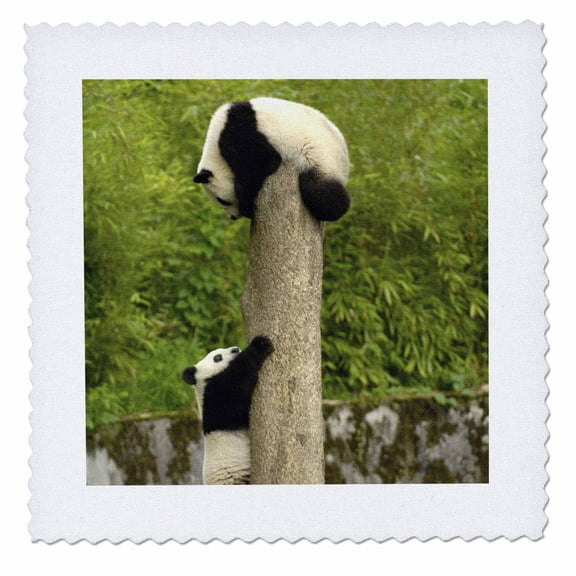 3dRose, Giant panda bears, Wolong China Conservation, CHINA-AS07 POX0329 - Pete Oxford, 12x12 inch quilt square