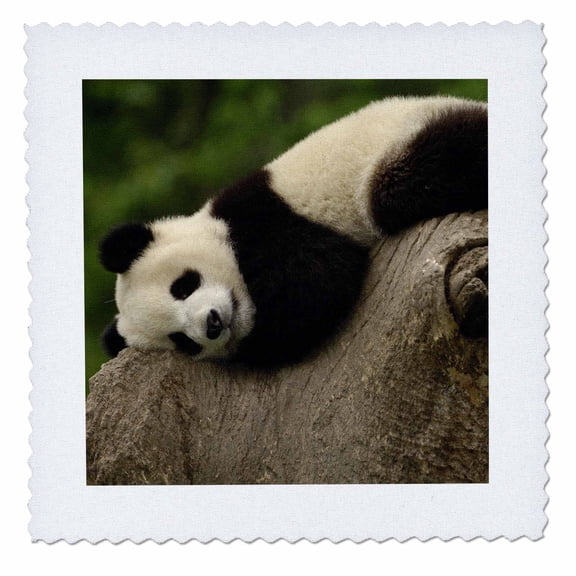 3dRose, Giant panda bears, Wolong China Conservation, CHINA-AS07 POX0364 - Pete Oxford, 12x12 inch quilt square