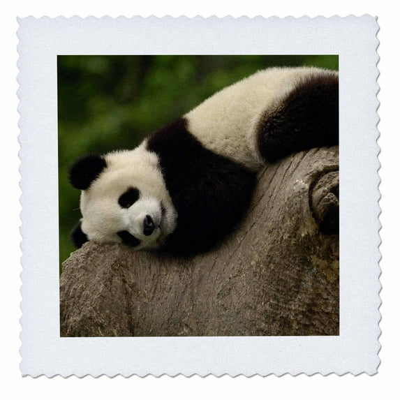 3dRose, Giant panda bears, Wolong China Conservation, CHINA-AS07 POX0364 - Pete Oxford, 6x6 inch quilt square